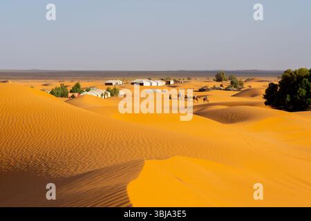 Sahara-Wüste, Merzouga, Marokko - 27. Oktober 2024: Touristen, die auf Kamelen reiten, zum Wüstencamp in der Nähe von Sanddünen in der Abenddämmerung in der Sahara Stockfoto