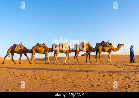 Merzouga, Marokko - 29. Oktober 2024: Ein Kamelfahrer führt Kamele in der Sahara in Marokko, Afrika. Stockfoto