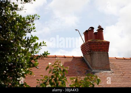 Eine Holztaube, die zwischen den Schornsteintöpfen auf einem Haus ruht Stockfoto