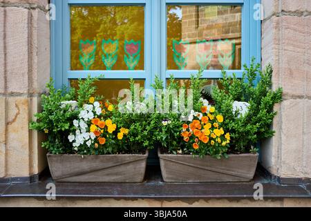 Wunderschöne Blumenkästen mit orangen und weißen Stiefmütterchen auf einer blauen Fensterbank. Traditionelle Frühlingsdekoration an einer alten Steinfassade. Stockfoto