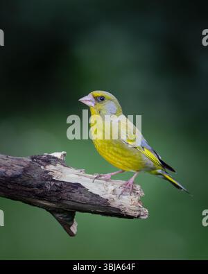 Männlicher Greenfinch, der auf einem Zweig im britischen Garten sitzt Stockfoto