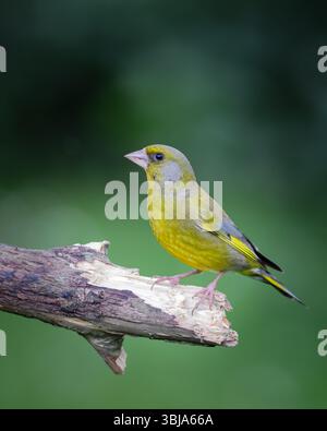 Männlicher Greenfinch, der auf einem Zweig im britischen Garten sitzt Stockfoto
