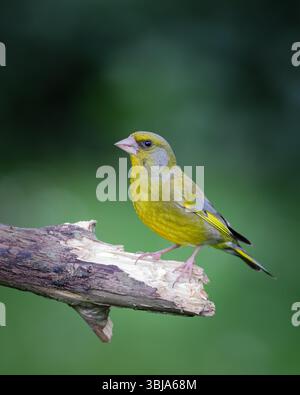 Männlicher Greenfinch, der auf einem Zweig im britischen Garten sitzt Stockfoto