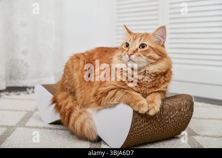 Niedliche Ingwer-Katze liegt auf der modernen Pappe Kratzpfosten Nahaufnahme Stockfoto