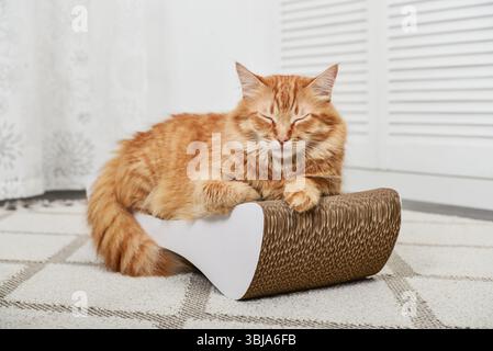 Niedliche Ingwer-Katze liegt auf der modernen Pappe Kratzpfosten Nahaufnahme Stockfoto