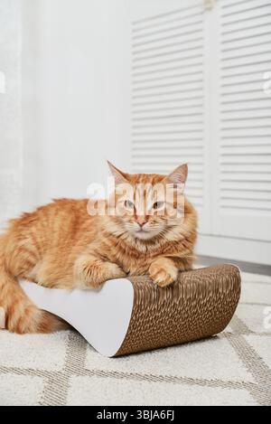 Niedliche Ingwer-Katze liegt auf der modernen Pappe Kratzpfosten Nahaufnahme Stockfoto