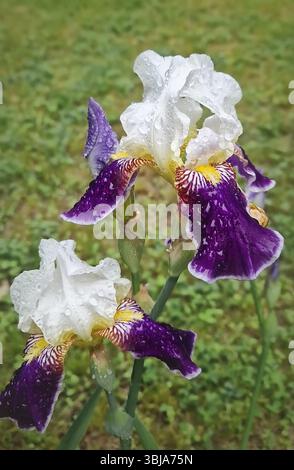 Wunderschöne Irisblumen mit Wassertropfen auf Blütenblättern nach Regen. Leuchtende lila Farben mit komplexen gelben und weißen Blüten Stockfoto