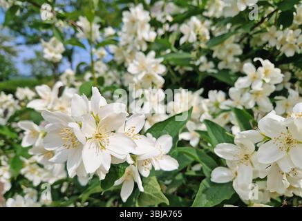Dichte Ansammlung von Mock Orange-Blüten, zarte weiße Blüten mit duftenden hellgelben Staubblättern. Üppig grüne Blätter sind zwischen den Profus durchsetzt Stockfoto