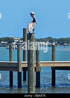 Brauner Pelikan, Pelecanus occidentalis, auf einem Holzstapel, New Smyrna Beach, Florida Stockfoto
