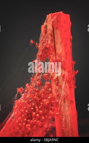 Blutrotes Spinnennetz auf Holzstiel. Surreales Makro von roten Spinnen auf unheimlichem Seidennest. Stockfoto