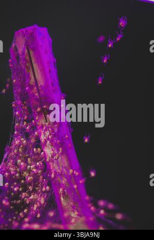 Neonbeleuchtete Babyspinnen krabbeln aus dem leuchtenden Netznest. Violette Makroaufnahme von Spinnenschlüpfern auf Seidenfäden. Stockfoto