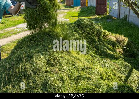 Mann, der frisch geschnittenes grünes Gras zum Kompostieren oder Mulchen auf einen Haufen wirft. Umweltfreundliche Gartenpflege in einem ländlichen Hinterhof. Natürliche organische Regeneration Stockfoto