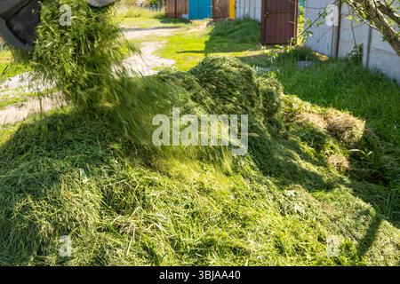 Mann, der frisch geschnittenes grünes Gras zum Kompostieren oder Mulchen auf einen Haufen wirft. Umweltfreundliche Gartenpflege in einem ländlichen Hinterhof. Natürliche organische Regeneration Stockfoto