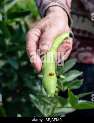 Nahaufnahme eines Marienkäfers auf der breiten Bohnenschote, die der Bauer gerade gepflückt hat. Gartenernte und Insekten im Frühjahr. Traditionelle Landwirtschaft. Stockfoto