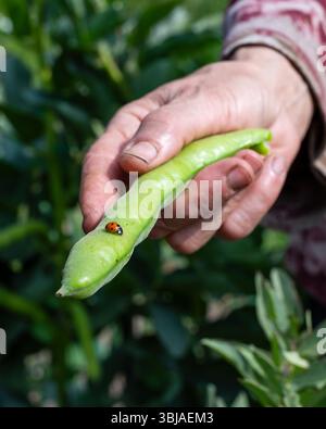 Nahaufnahme eines Marienkäfers auf der breiten Bohnenschote, die der Bauer gerade gepflückt hat. Gartenernte und Insekten im Frühjahr. Traditionelle Landwirtschaft. Stockfoto