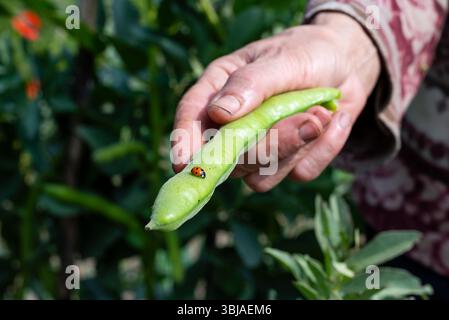 Nahaufnahme eines Marienkäfers auf der breiten Bohnenschote, die der Bauer gerade gepflückt hat. Gartenernte und Insekten im Frühjahr. Traditionelle Landwirtschaft. Stockfoto
