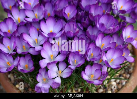 Early Crocus, Ornamental Crocus, Snow Crocus, Tommasinis Crocus oder Tommies, Crocus tommasinianus „Ruby Giant“, Iridaceae, Großbritannien, Europa, USA Stockfoto
