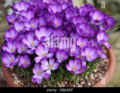 Early Crocus, Ornamental Crocus, Snow Crocus, Tommasinis Crocus oder Tommies, Crocus tommasinianus „Ruby Giant“, Iridaceae, Großbritannien, Europa, USA Stockfoto
