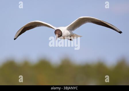 Lachmöwe im Flug (Chroicocephalus Ridibundus) Stockfoto
