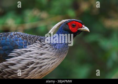 Kalij Fasan - männlich, Kalij ist ein Fasan, der in Wäldern und Dickicht, insbesondere in den Ausläufern des Himalaya, vorkommt. Stockfoto