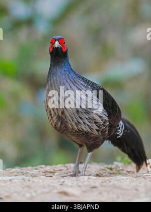 Kalij Fasan - männlich, Kalij ist ein Fasan, der in Wäldern und Dickicht, insbesondere in den Ausläufern des Himalaya, vorkommt. Stockfoto