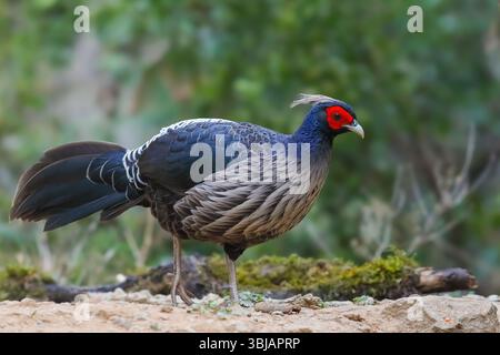 Kalij Fasan - männlich, Kalij ist ein Fasan, der in Wäldern und Dickicht, insbesondere in den Ausläufern des Himalaya, vorkommt. Stockfoto