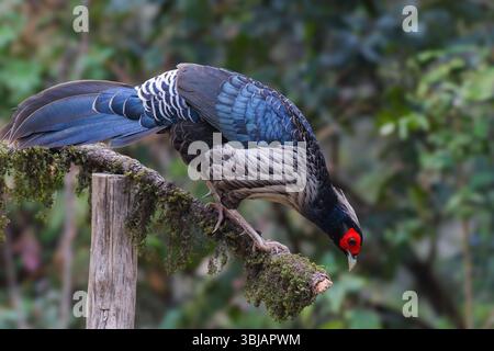 Kalij Fasan - männlich, Kalij ist ein Fasan, der in Wäldern und Dickicht, insbesondere in den Ausläufern des Himalaya, vorkommt. Stockfoto