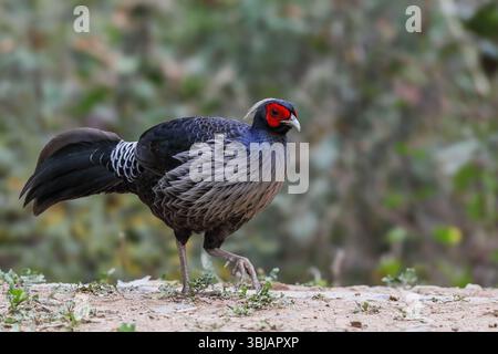 Kalij Fasan - männlich, Kalij ist ein Fasan, der in Wäldern und Dickicht, insbesondere in den Ausläufern des Himalaya, vorkommt. Stockfoto