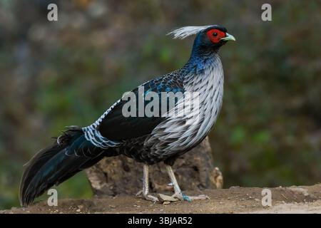 Kalij Fasan - männlich, Kalij ist ein Fasan, der in Wäldern und Dickicht, insbesondere in den Ausläufern des Himalaya, vorkommt. Stockfoto