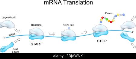 Ribosomen- und mRNA-Translation. Der Prozess der Proteinsynthese. Detailliertes Vektorposter Stock Vektor