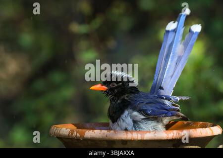 Die Blaue Elster ist eine Vogelart (Elster) aus der Krähenfamilie Corvidae. Er hat einen längeren Schwanz, einer der längsten aller Korviden. Stockfoto