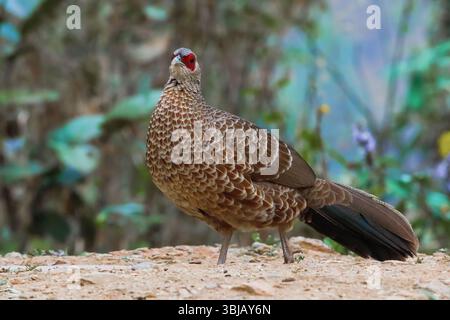 Kalij Fasan, ein Fasan, der in Wäldern und Dickicht, insbesondere in den Ausläufern des Himalaya, gefunden wurde. Die Männchen sind eher variabel, während die Weibchen bräunlich sind. Stockfoto