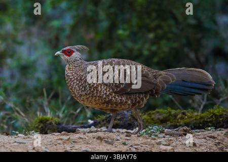 Kalij Fasan, ein Fasan, der in Wäldern und Dickicht, insbesondere in den Ausläufern des Himalaya, gefunden wurde. Die Männchen sind eher variabel, während die Weibchen bräunlich sind. Stockfoto