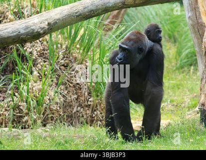 WESTERN Lowland Gorilla Mutter mit süßem jungen Säugling auf dem Rücken, der über üppiges grünes Gras läuft Stockfoto