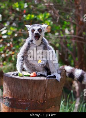 RingschwanzLemur sitzt auf einem Holzfass und blickt direkt in die Kamera mit offenem Mund vor einem natürlichen Waldgrund Stockfoto