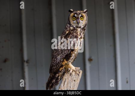 Scheune und große Hörnenkuulen im Porträt in Alberta Stockfoto