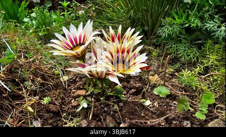 Gazania Gazania rigens, Schatzblume oder afrikanische Gänseblümchen, zeigt große gestreifte Creme-, gelbe und rote Blüten mit goldenen Zentren, die niedrig blühen Stockfoto
