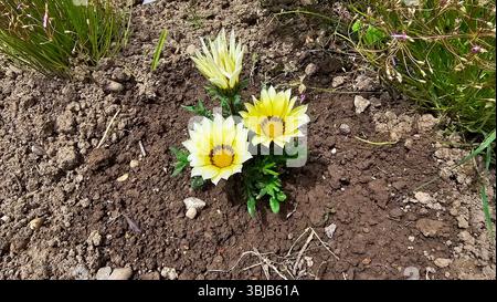 Gazania Gazania rigens, Schatzblume oder afrikanische Gänseblümchen, zeigt zwei offene gelbe Blüten mit dunklen Zentren und eine geschlossene Knospe, die tief in lose wächst Stockfoto