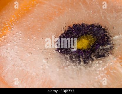 Pflanzen, die innerhalb eines Eisblocks gefroren sind, Luftblasenstruktur Stockfoto