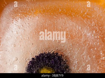 Pflanzen, die innerhalb eines Eisblocks gefroren sind, Luftblasenstruktur Stockfoto