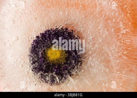 Pflanzen, die innerhalb eines Eisblocks gefroren sind, Luftblasenstruktur Stockfoto