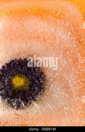 Pflanzen, die innerhalb eines Eisblocks gefroren sind, Luftblasenstruktur Stockfoto