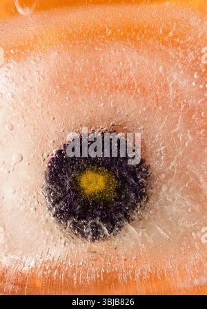 Pflanzen, die innerhalb eines Eisblocks gefroren sind, Luftblasenstruktur Stockfoto