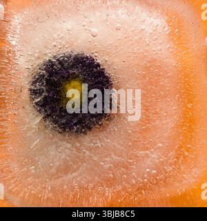 Pflanzen, die innerhalb eines Eisblocks gefroren sind, Luftblasenstruktur Stockfoto