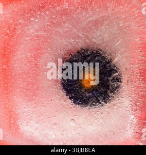 Pflanzen, die innerhalb eines Eisblocks gefroren sind, Luftblasenstruktur Stockfoto