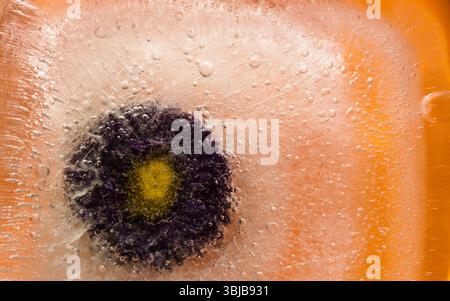 Pflanzen, die innerhalb eines Eisblocks gefroren sind, Luftblasenstruktur Stockfoto