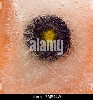 Pflanzen, die innerhalb eines Eisblocks gefroren sind, Luftblasenstruktur Stockfoto