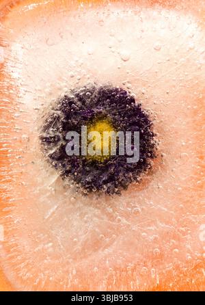 Pflanzen, die innerhalb eines Eisblocks gefroren sind, Luftblasenstruktur Stockfoto