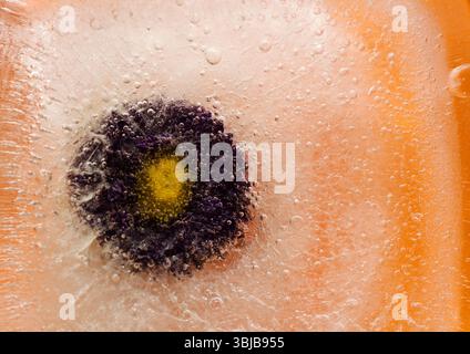 Pflanzen, die innerhalb eines Eisblocks gefroren sind, Luftblasenstruktur Stockfoto