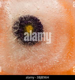 Pflanzen, die innerhalb eines Eisblocks gefroren sind, Luftblasenstruktur Stockfoto